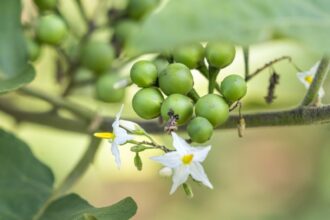 e0dcc8db8307566cbcb892af25143206ff85f83381ce828136fe2eff193740a4