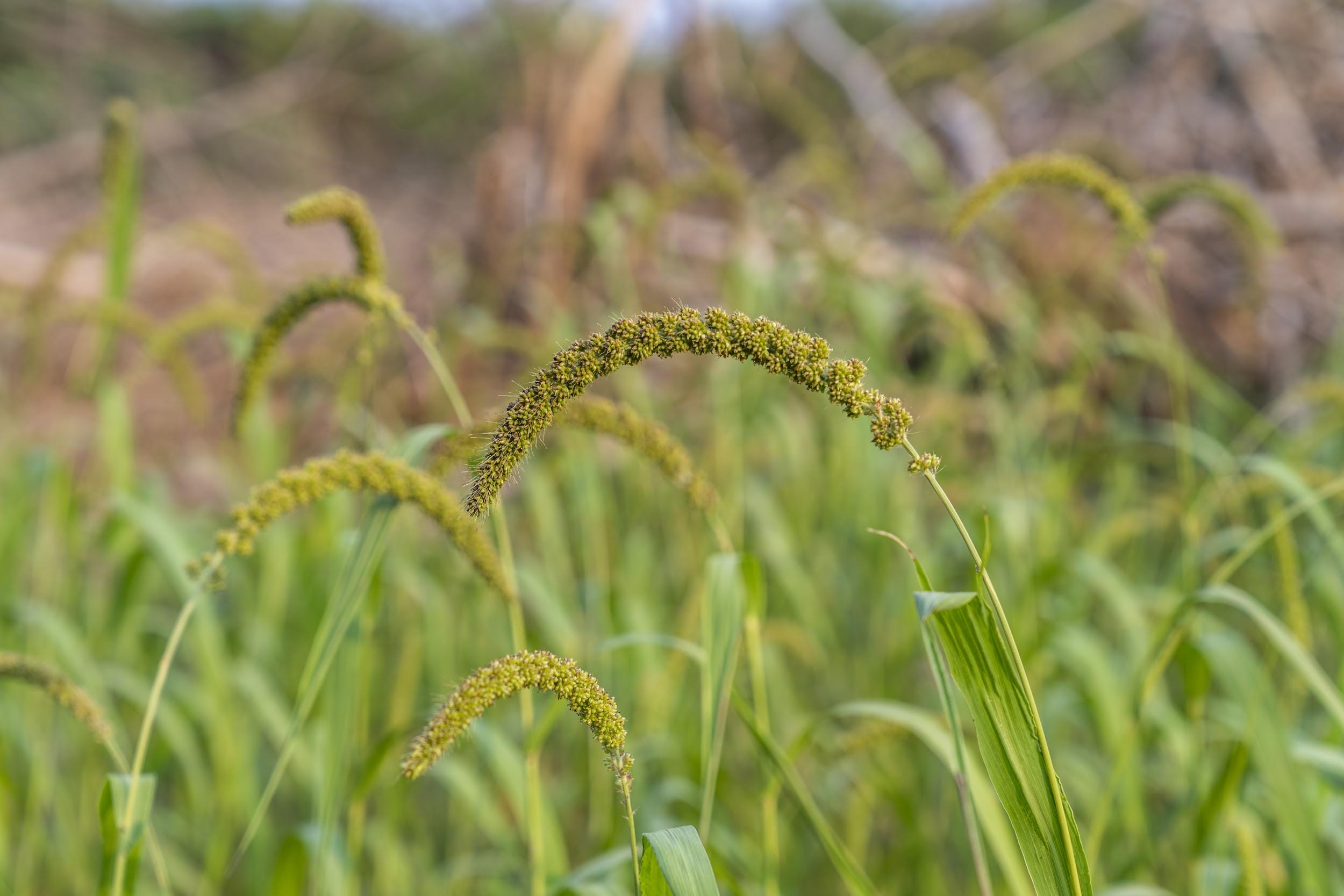 Foxtail Millet