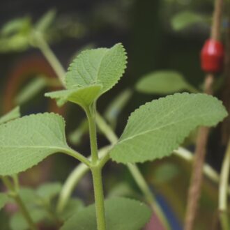 74d22e14cc45890a297e87fe54688b347a150e68e9e2982368e4442e60dbd4ad