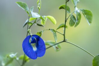 ba2833b2ee46fecc4012b39027cbffc5b68ed91d0a084b41d13188bba7f41058