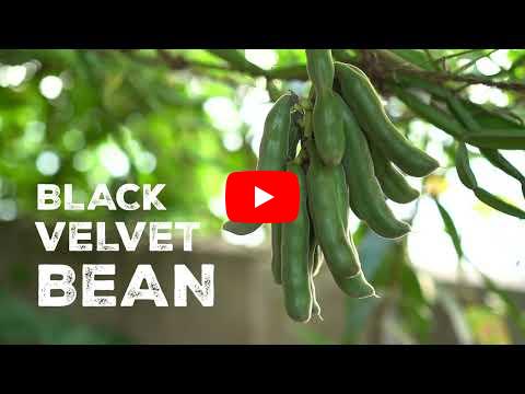 The black velvet bean