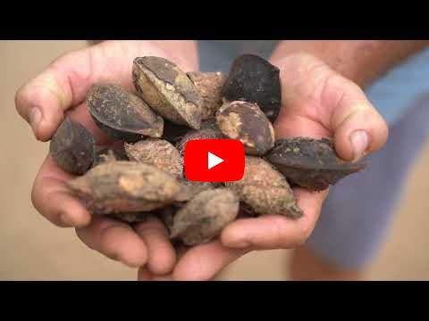 The Indian Almond