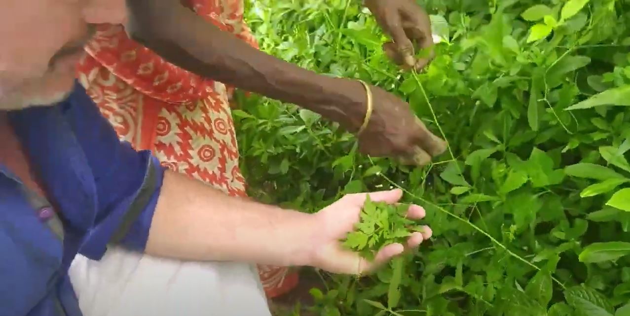 Benefits of Mudakathan Keera Jingle