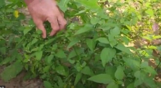 chithirai masam ragi