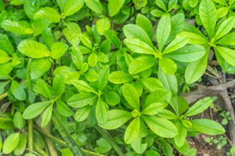 11ee1a295c2741e1d566b67271d187d1fa031a45b7ea3bc9646fc964a716192a