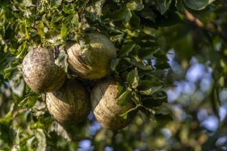 2a419dffdd53a9a25620814b697059f54620d4c1b360511fa6054ab04855f84a