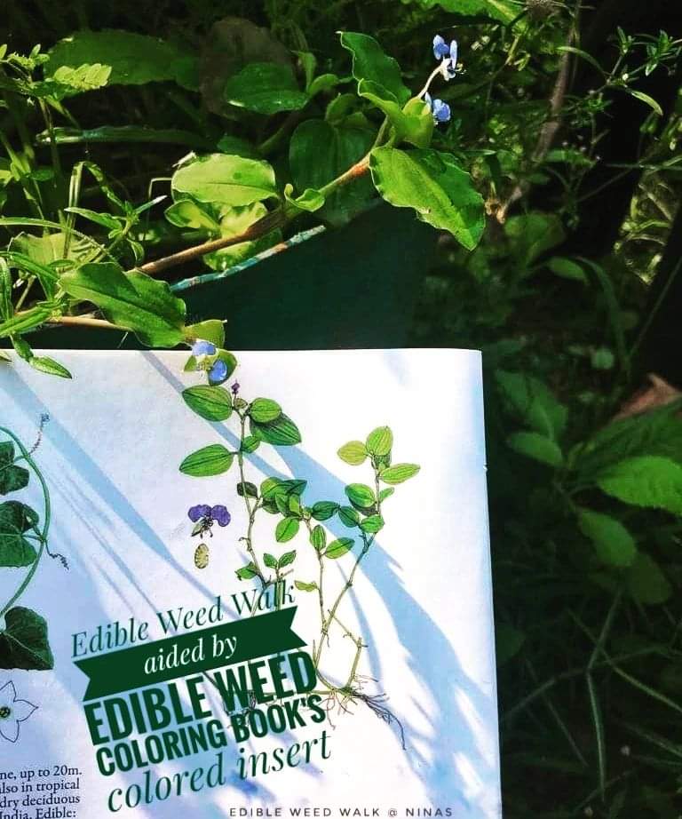 Edible weeds and naturally growing plants in AurovilleAnother beautiful example of how Solitude Farm has worked with social media is Nina Sengupta.
