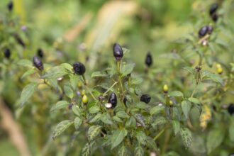 7516c68454366b7edeba78497cb7ec2bee5f828fe98f3e218632af6c5ac3a0b2