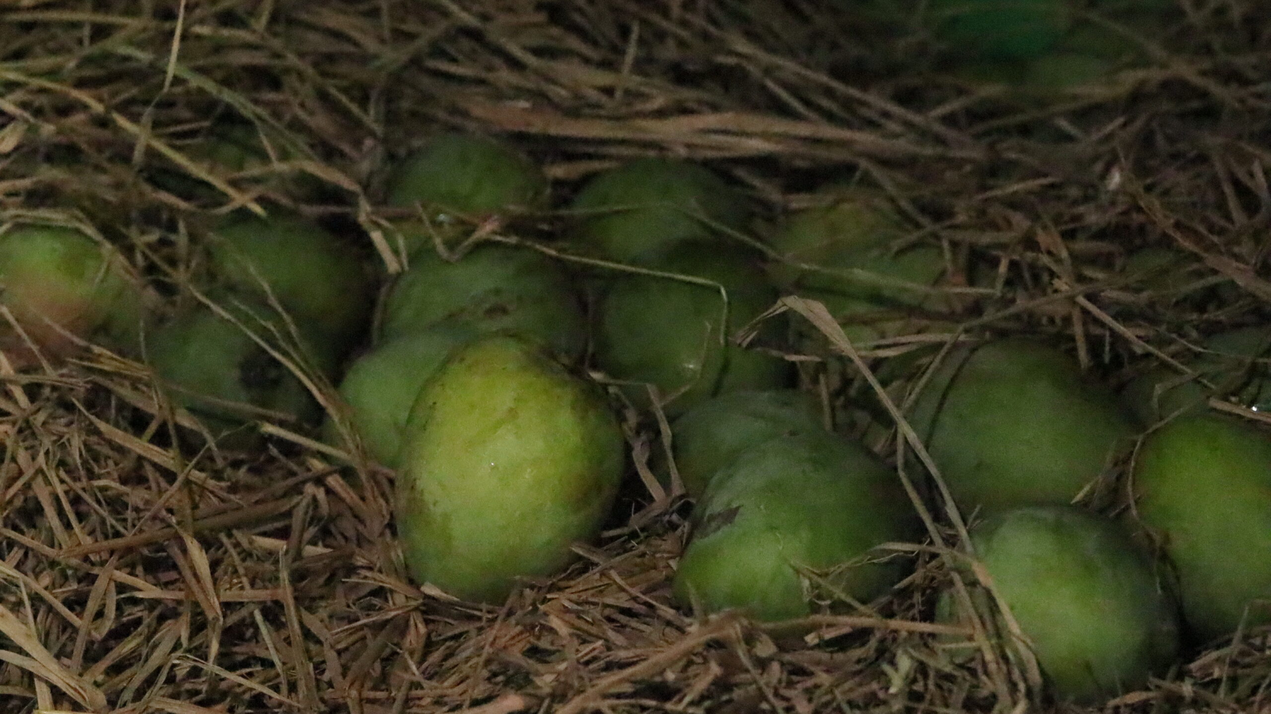 Harvesting and storing mangoes