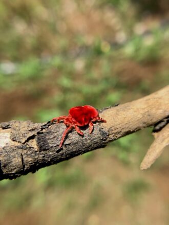 ac904ed3e55de78a619ba7d2eea03dc2bfeb6bb4622f2a6d386fade5a89b6b67