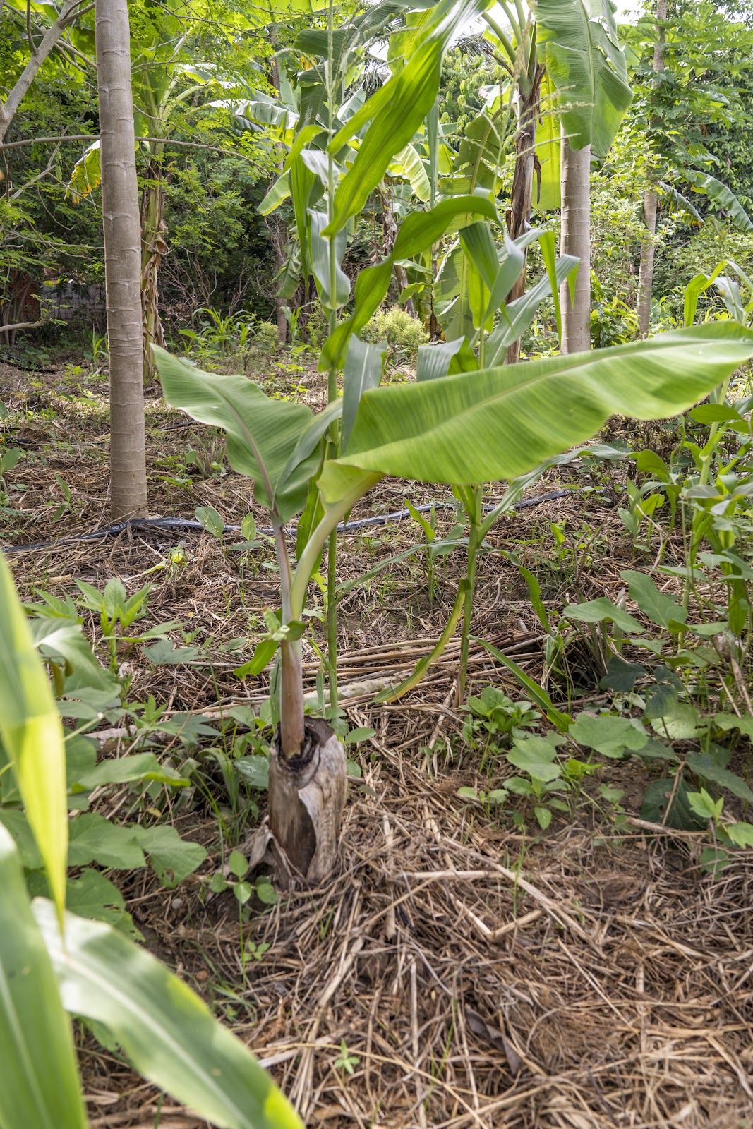 The Integral Role of Bananas in Permaculture Systems