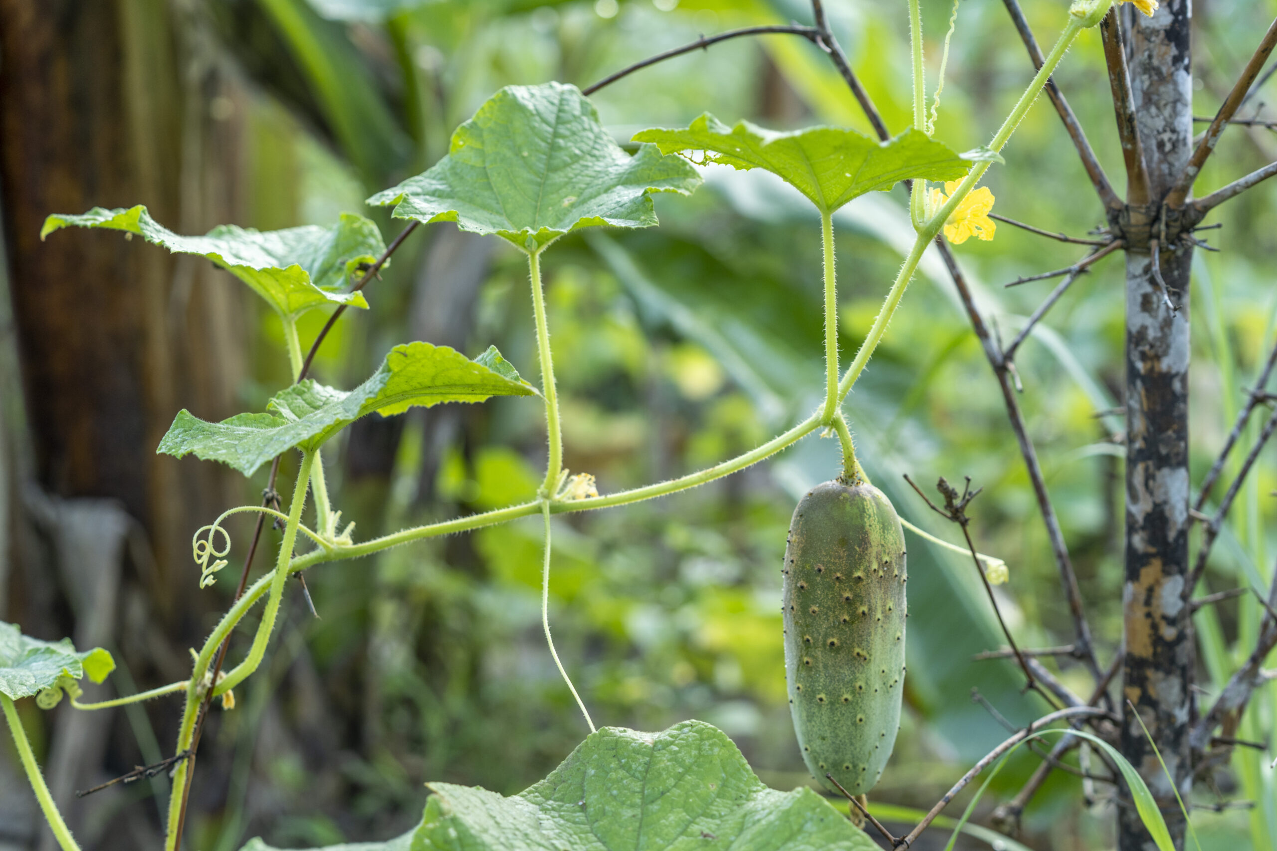 Coromandel Coast The Auroville Cucumbers