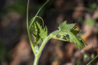 0fb0e8368ace9e9bb711be4b4beb9456e7d235e4a44a96cb27e51bb9f883da07