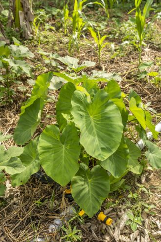 99a606f2e88fec55cfc2b8cf90f12373e625700464fb387b59c0a73545027de0