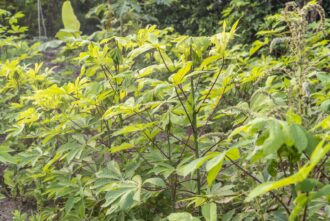 b3e36cd1a4e28a5c4e6d1941ae597b4c6a28b2e3c85c8d196b8d67d557235dc6