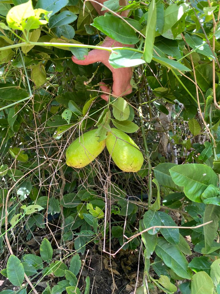 Nemutenga: The Assamese Lemon