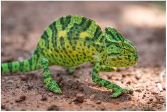 chameleon