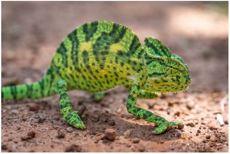 Chameleon