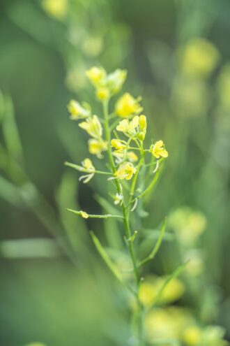 e918e202c5763d6dbe7701adc0d0f1369565f7221de3a81ce12f02e5ff55ac62