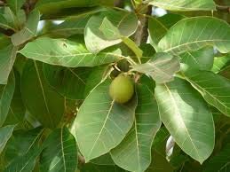 The Versatile Mahua Tree: Nature's Gift Enriching Tamil Nadu and Beyond