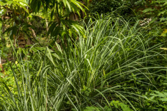 A.Silver_365_Lemon Grass_1