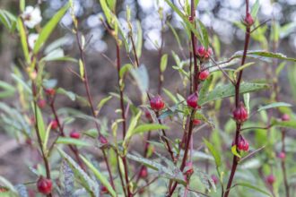 28e3604fc0748a836bff90f7fa5364e7f681511dc8b6e142455b3b944d28e900