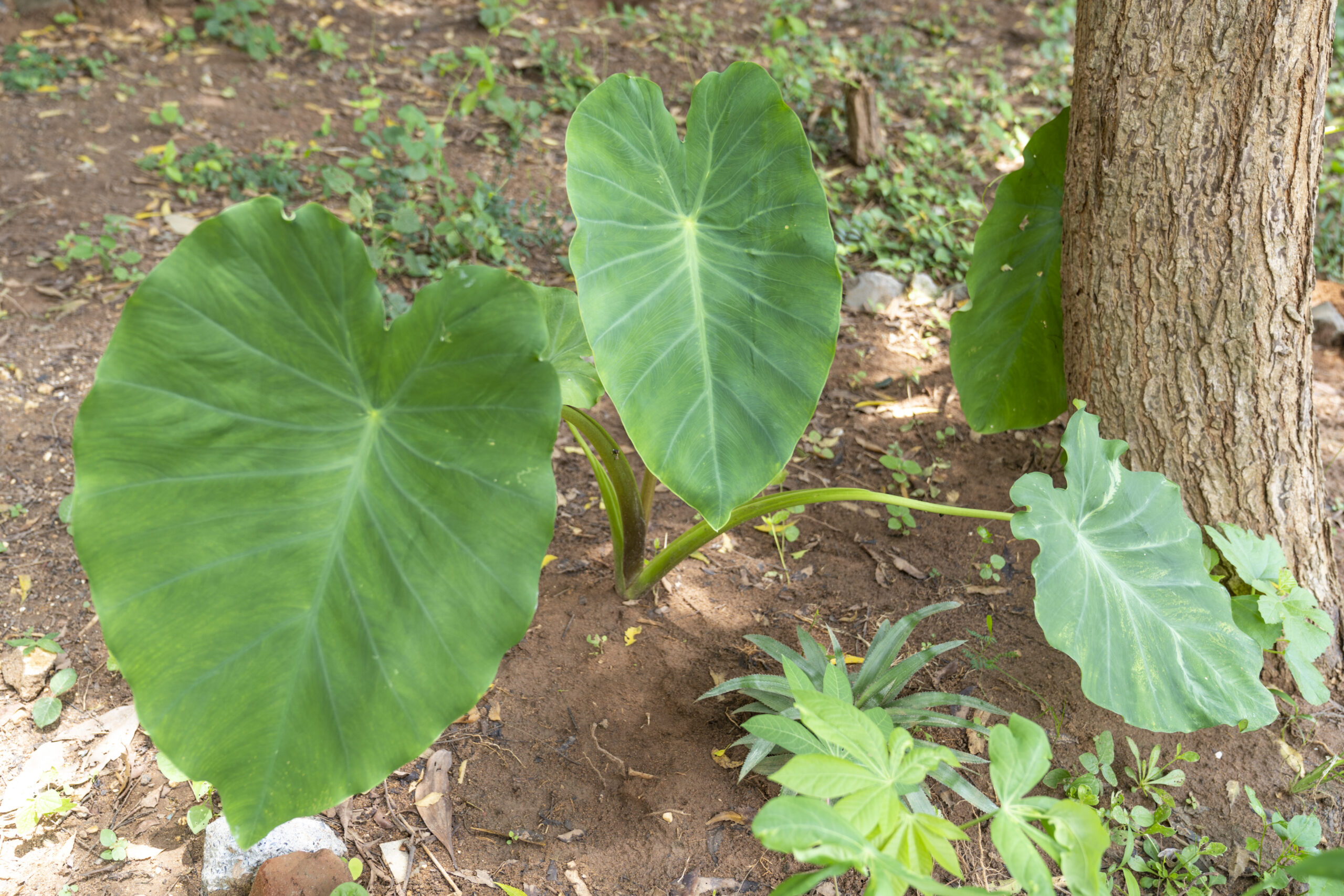 Yams and Tubers