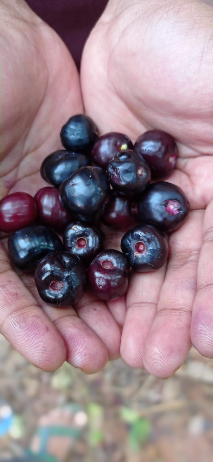 The Wild Jamun Fruit: A Taste of Tamil Nadu's Natural Bounty