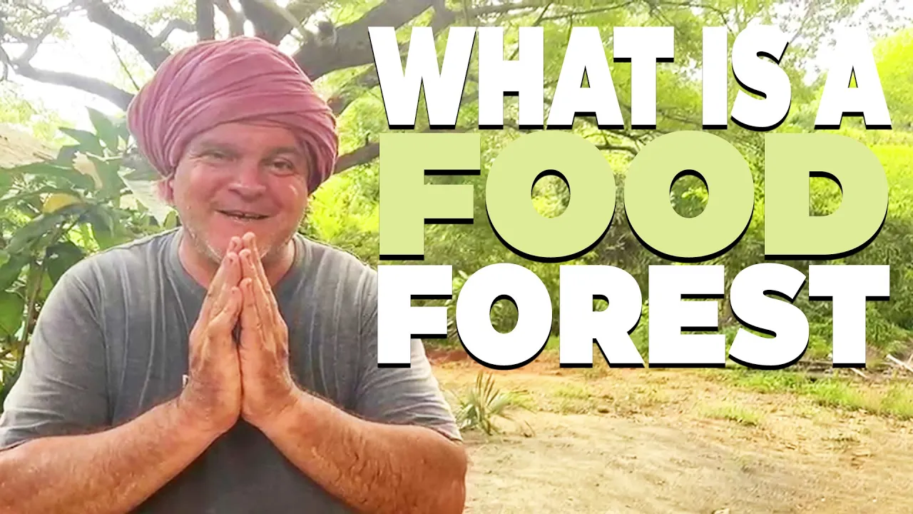 What is a Food Forest?